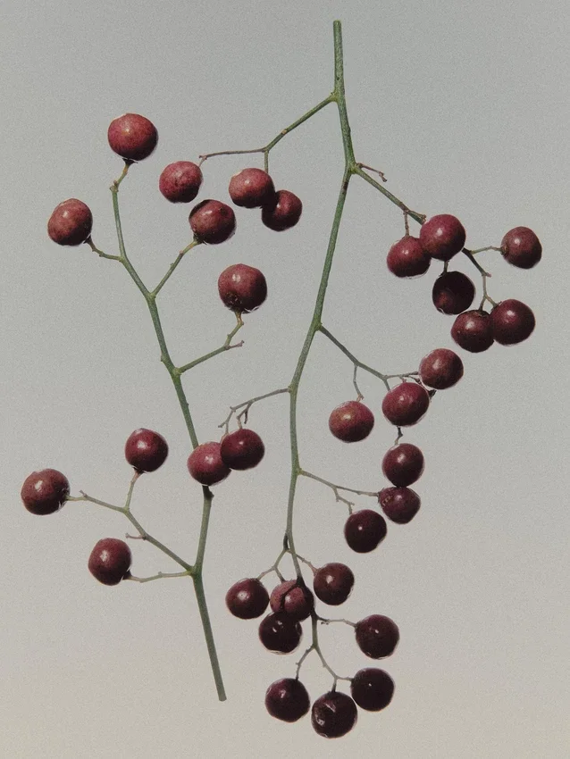 (100 Ml) Sparkling Musk Eau De Parfum (100 Ml) Sparkling Musk Eau De Parfum