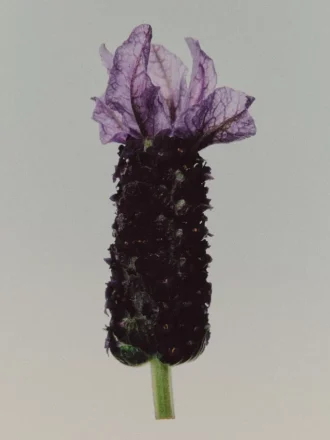 (100Ml) Bronze Lavender Eau De Parfum