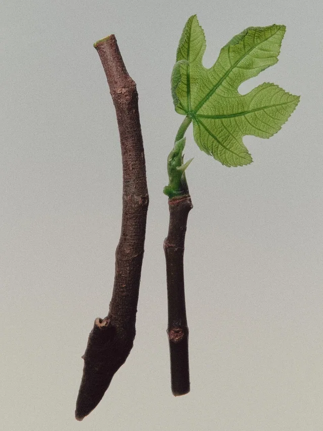 (100Ml) Coastal Woods Eau De Parfum (100Ml) Coastal Woods Eau De Parfum